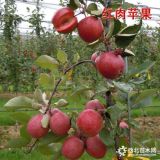 黑蘋(píng)果苗湖南蘋(píng)果苗出售蘋(píng)果苗木價(jià)格表新品種蘋(píng)果苗基地