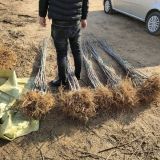 矮化苹果苗红心苹果苗出售苹果苗怎么培养山西苹果苗基地