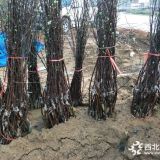 苹果苗图片优质苹果苗出售苹果苗种植苹果苗基地