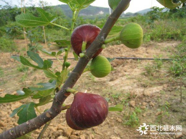 日本紫果無花果苗