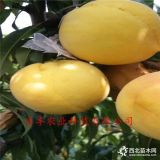 桃樹(shù)苗哪里有=中油4號(hào)桃樹(shù)苗哪里賣(mài)=嫁接桃樹(shù)苗哪里有