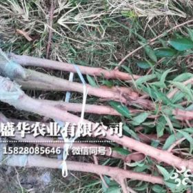 哪里有卖李子树苗基地，一年李子果树苗多少钱