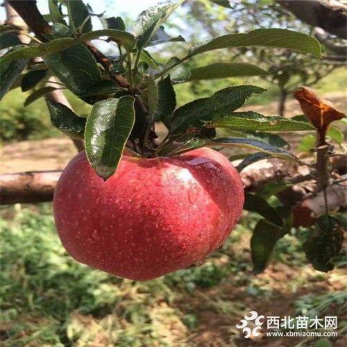 鲁丽苹果苗