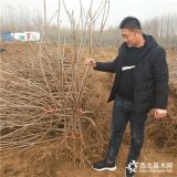 当年结果3公分美早樱桃树苗 4公分5公分以上大樱桃树苗基地