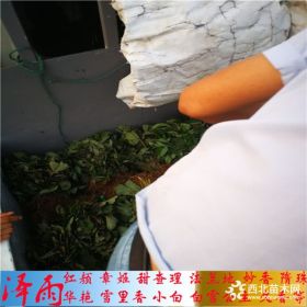 宁玉草莓苗、宁玉草莓苗基地、宁玉草莓苗诚信经营