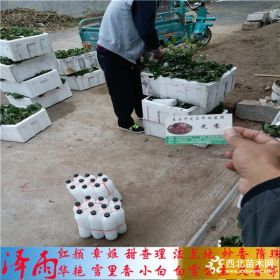 牛奶草莓苗、牛奶草莓苗基地、牛奶草莓苗成熟时间