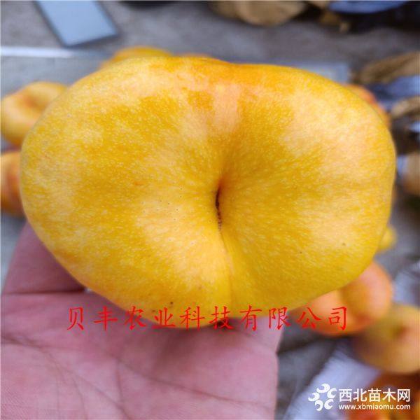 好品種桃樹苗