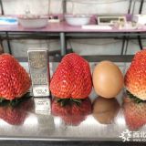 新品种妙香7号草莓苗哪里有