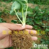 甜寶草莓苗價格、甜寶草莓苗多少錢一棵