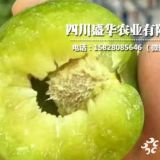 哪里出售重慶青脆李苗，重慶各分然李樹(shù)苗低價(jià)便宜