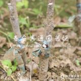 水蜜桃苹果苗价格 水蜜桃苹果苗多少钱一棵