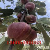 1-5年生的南果梨樹(shù)苗基地 1-5年生南果梨樹(shù)苗價(jià)格