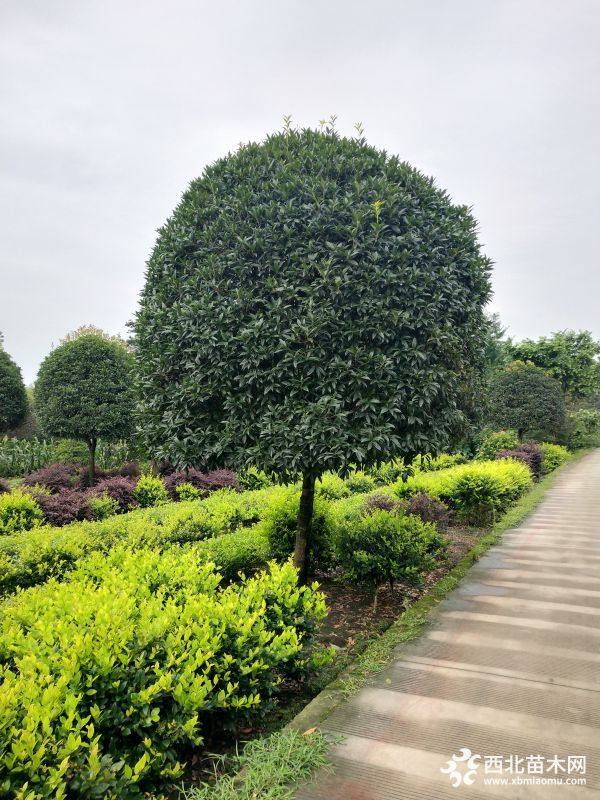 桂花基地