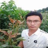 玉露香梨樹苗，梨樹苗多少錢，供應玉露香梨樹苗