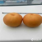 嫁接梨樹(shù)苗，新品種梨樹(shù)苗，梨樹(shù)苗出售