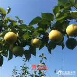 早熟梨樹苗，梨樹苗基地，黃花梨樹苗