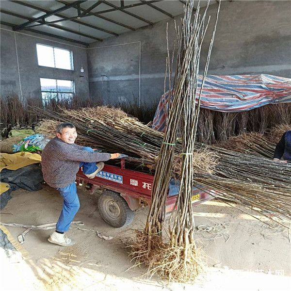 一公分梨树苗苗圃基地