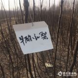 梨樹苗培育基地，梨樹苗多少錢，供應玉露香梨樹苗