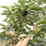 哪里賣蘋果樹苗-華碩蘋果樹苗哪里出售-1公分蘋果苗