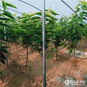 樱桃苗哪家好《樱桃苗价格》优质樱桃苗基地