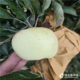 哪里批發(fā)蘋果苗-紅星蘋果苗批發(fā)價格、2公分蘋果樹苗