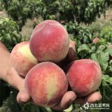 风味太后桃树苗价格 风味太后桃树苗出售基地