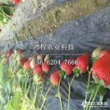 99號草莓苗多少錢一棵