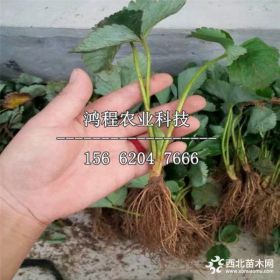 晚熟草莓苗基地、山东晚熟草莓苗种植基地