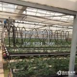 早熟草莓苗多少錢、早熟草莓苗新品種價(jià)格