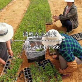 蜜浓樱桃苗苗圃、哪里蜜浓樱桃苗价格便宜