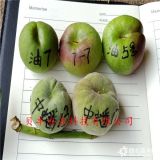 哪里批發(fā)桃樹苗=黃金蜜1號桃樹苗出售價格、新品種桃樹苗哪里有