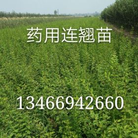 2年連翹苗/2年連翹苗產(chǎn)地/2年藥用連翹苗產(chǎn)品報(bào)價(jià)