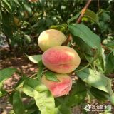 哪里有蘋果苗-紅星蘋果苗批發(fā)價(jià)格、3-5公分蘋果樹