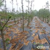 晚熟苹果树苗哪里卖-维纳斯苹果苗批发价格、2公分苹果树苗