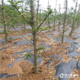 早熟苹果树苗哪里有卖的、蜜脆苹果树苗哪里出售-2公分苹果树苗