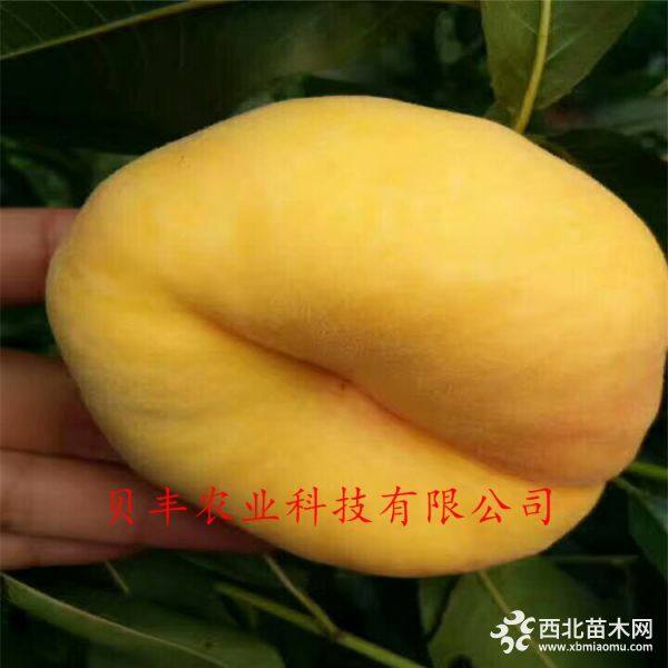 好品種桃樹苗