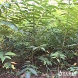 香椿苗种植 不要怕所谓的香椿种植骗局