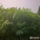 大棚香椿苗 基地出售溫棚香椿苗