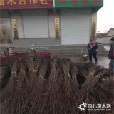 山东柿子树苗产地   山东柿子树苗销售