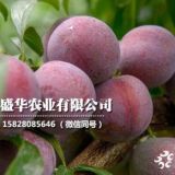 乐山脆红李子苗出售 当年脆红李树苗价格多少钱