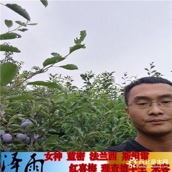 大总统西梅苗