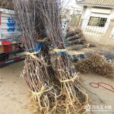 新品种苹果苗 苹果苗什么价格 山东苹果苗