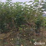 樱桃苗出售基地 樱桃苗批发多少钱一棵