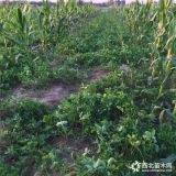 牛奶草莓苗出售基地 批发牛奶草莓苗价格多少