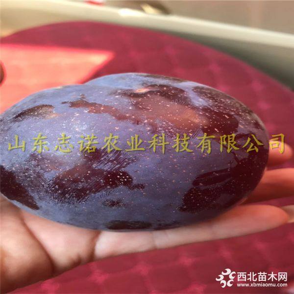 新世纪杏树苗，新世纪杏树苗价格，山东新世纪杏树苗