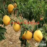 桃树苗哪里有卖的-水蜜桃树苗批发价格=哪里卖嫁接桃树苗