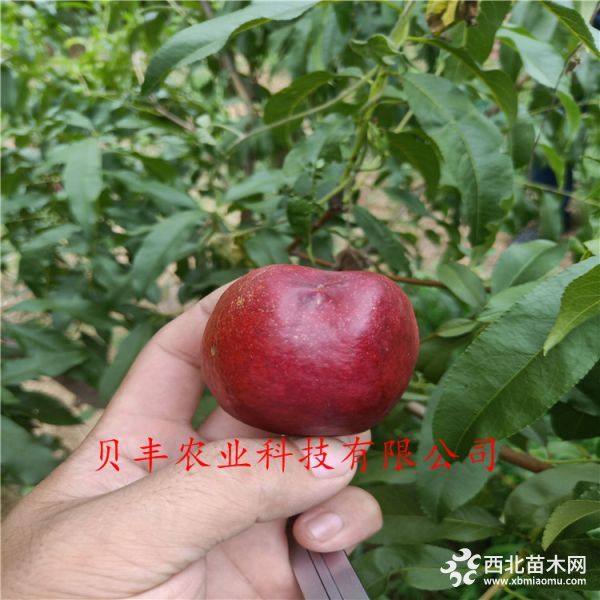 暢銷好品種桃樹(shù)苗