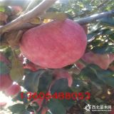 紅肉蘋(píng)果苗、山東紅肉蘋(píng)果苗、紅肉蘋(píng)果苗價(jià)格