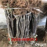 维纳斯黄金苹果苗基地、维纳斯黄金苹果苗什么价格