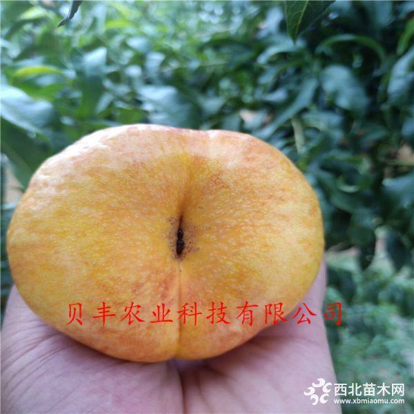 好品種桃樹苗